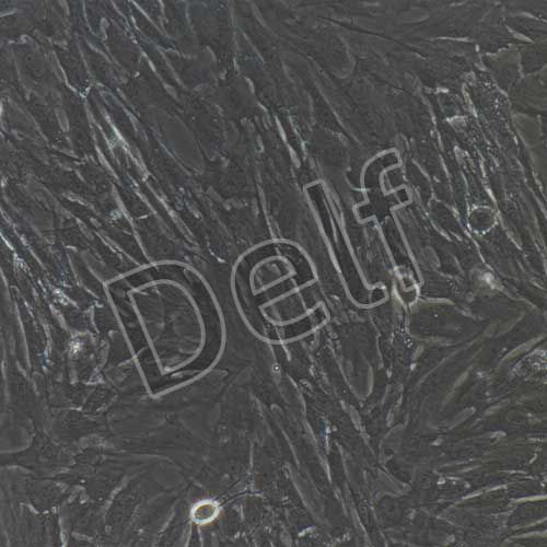 大鼠原代滑膜間充質(zhì)干細胞