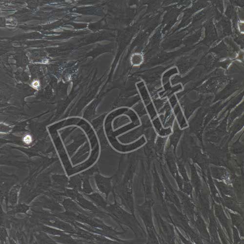 大鼠原代滑膜間充質(zhì)干細胞