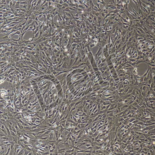 大鼠原代冠狀動脈內(nèi)皮細(xì)胞