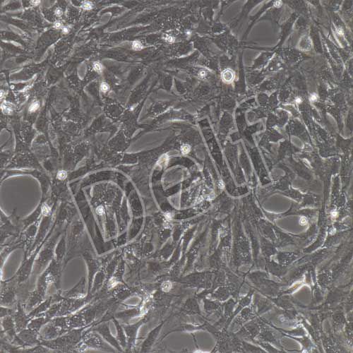 大鼠原代冠狀動脈內(nèi)皮細(xì)胞