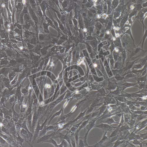 大鼠原代冠狀動脈內(nèi)皮細(xì)胞
