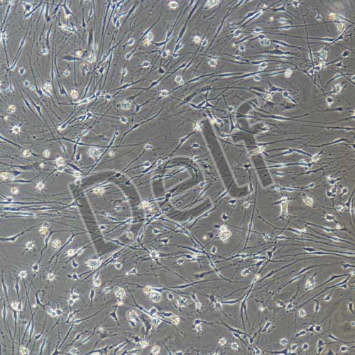 大鼠原代海馬神經(jīng)元細胞