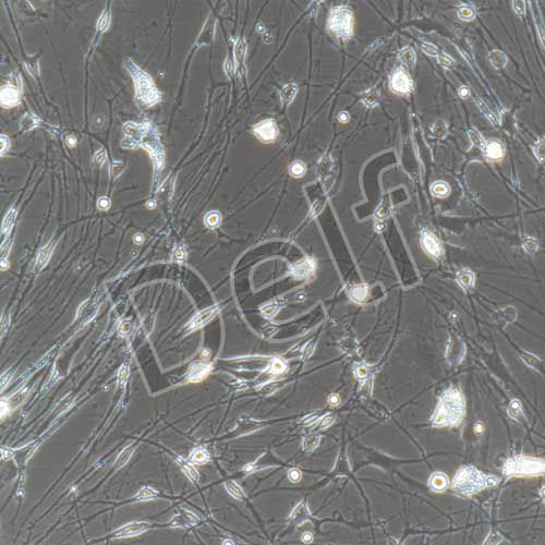 大鼠原代海馬神經(jīng)元細胞