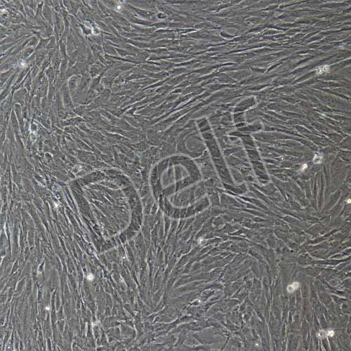 大鼠原代海綿體平滑肌細胞