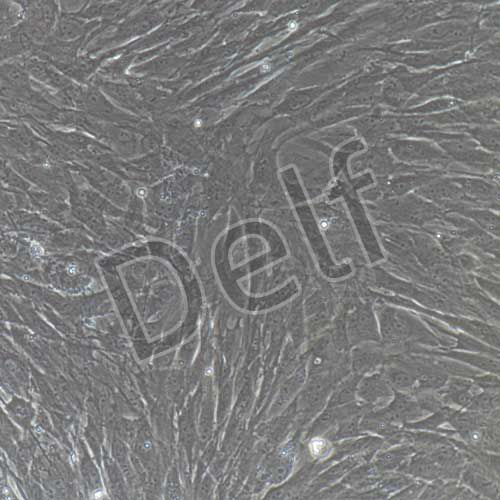 大鼠原代海綿體平滑肌細胞