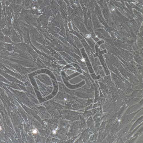 大鼠原代海綿體平滑肌細胞