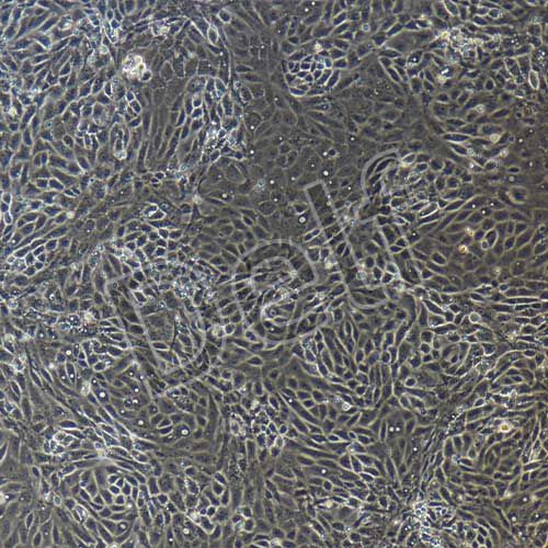 大鼠原代結(jié)腸粘膜上皮細胞