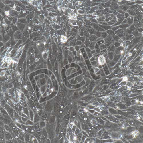大鼠原代結(jié)腸粘膜上皮細胞