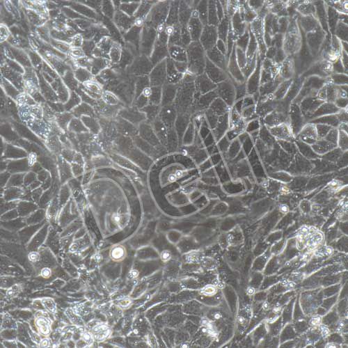 大鼠原代結(jié)腸粘膜上皮細胞