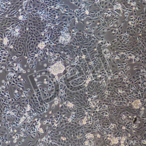 大鼠原代頸動(dòng)脈內(nèi)皮細(xì)胞