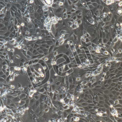 大鼠原代頸動(dòng)脈內(nèi)皮細(xì)胞