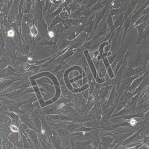 大鼠原代卵巢間質(zhì)細(xì)胞