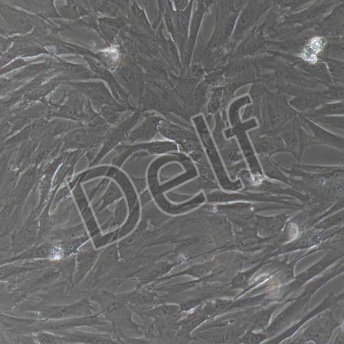 大鼠原代卵巢間質(zhì)細(xì)胞