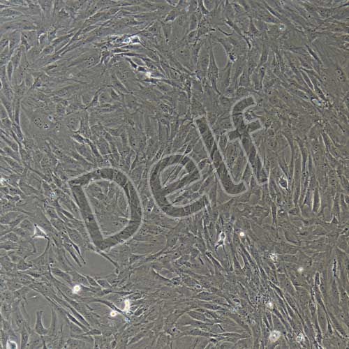 大鼠原代卵巢顆粒細胞