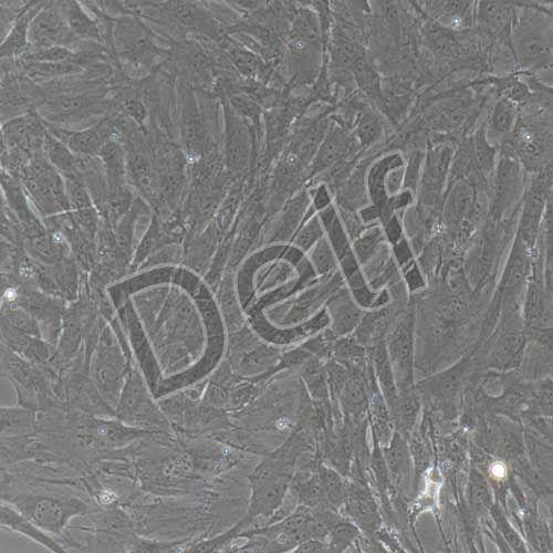 大鼠原代卵巢顆粒細胞