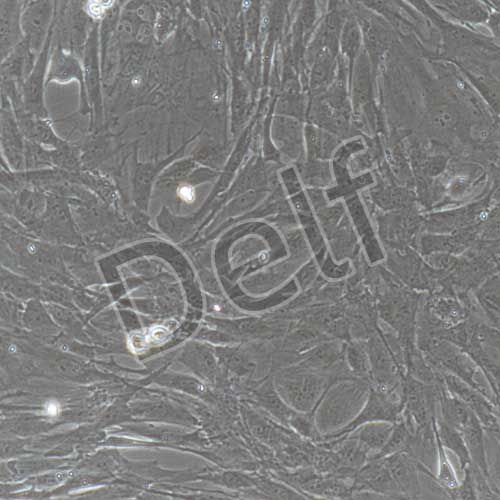 大鼠原代卵巢顆粒細胞