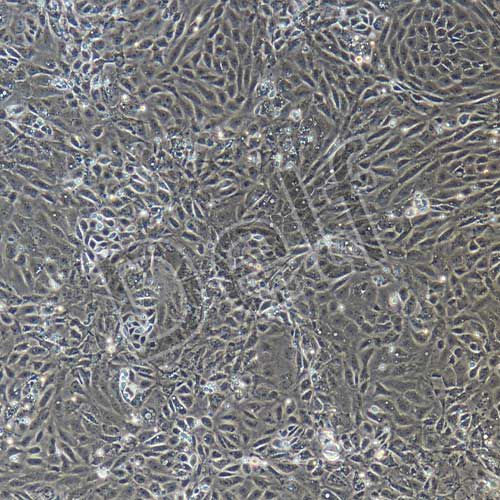 大鼠原代毛囊干細(xì)胞