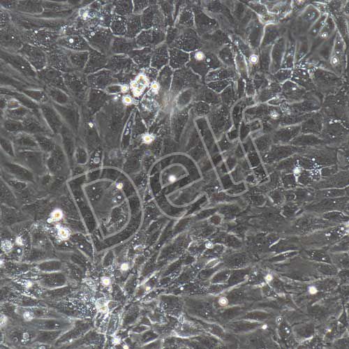 大鼠原代毛囊干細(xì)胞