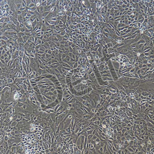 大鼠原代腦微血管內(nèi)皮細胞