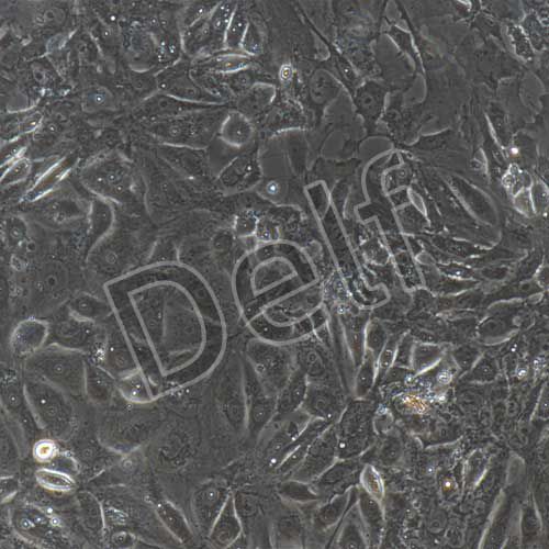 大鼠原代腦微血管內(nèi)皮細胞