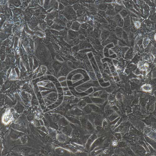 大鼠原代腦微血管內(nèi)皮細胞