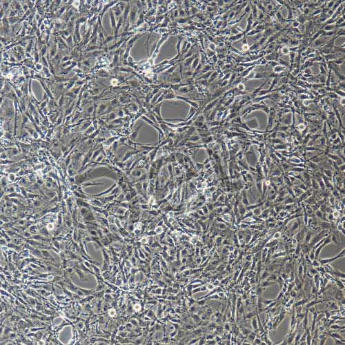 大鼠原代內(nèi)皮祖細(xì)胞