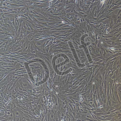 大鼠原代皮膚成纖維細(xì)胞