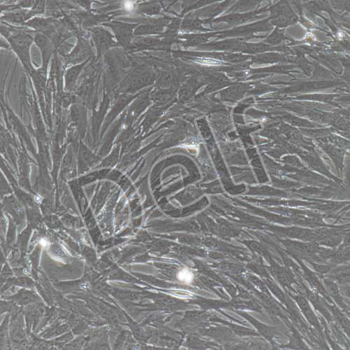 大鼠原代皮膚成纖維細(xì)胞