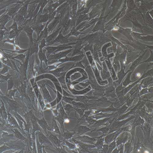 大鼠原代臍帶間充質干細胞