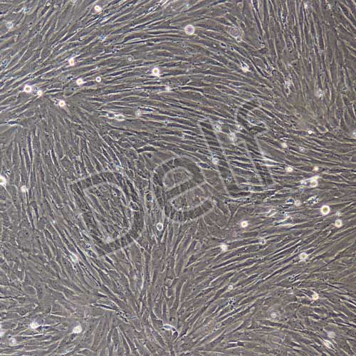 大鼠原代氣管平滑肌細(xì)胞