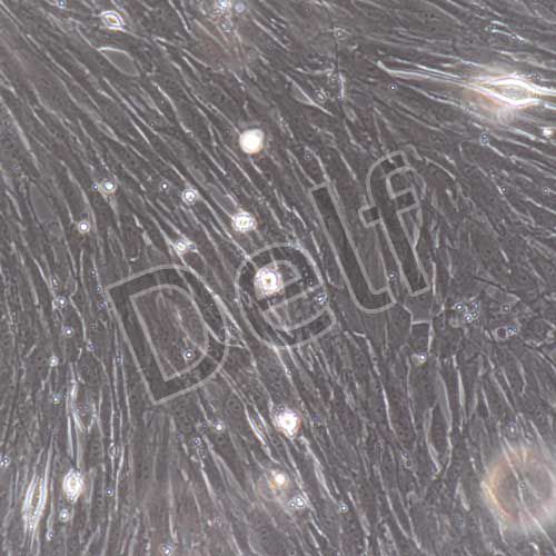 大鼠原代氣管平滑肌細(xì)胞