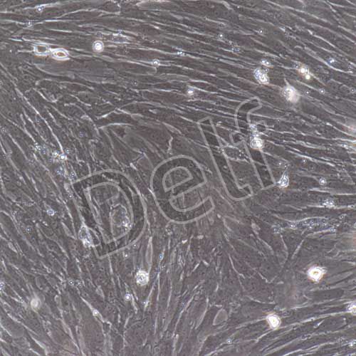 大鼠原代氣管平滑肌細(xì)胞