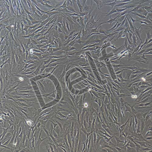 大鼠原代軟骨細(xì)胞