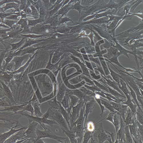 大鼠原代軟骨細(xì)胞