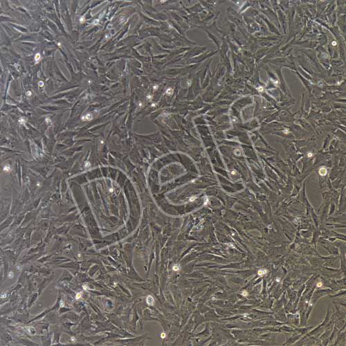 大鼠原代食管成纖維細(xì)胞