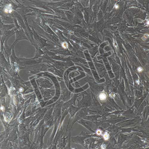 大鼠原代食管成纖維細(xì)胞