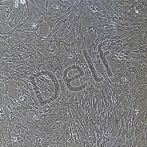 大鼠原代視網(wǎng)膜muller細(xì)胞