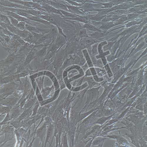 大鼠原代視網(wǎng)膜muller細(xì)胞