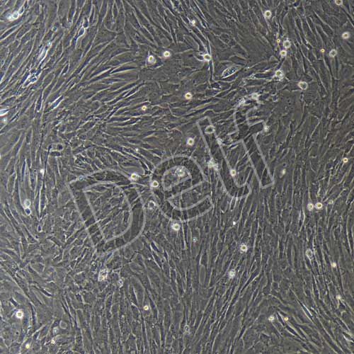 大鼠原代輸尿管平滑肌細(xì)胞