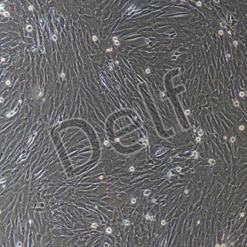 大鼠原代輸尿管平滑肌細(xì)胞