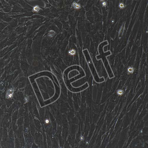 大鼠原代輸尿管平滑肌細(xì)胞