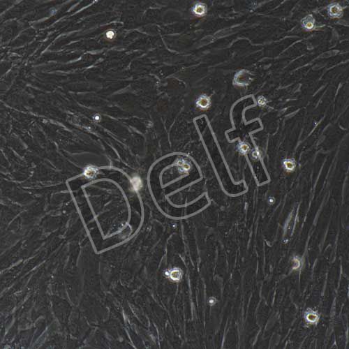 大鼠原代輸尿管平滑肌細(xì)胞