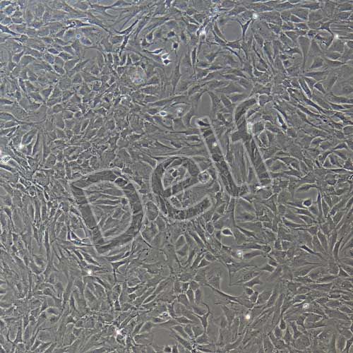 大鼠原代髓核細(xì)胞