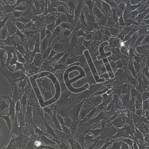 大鼠原代髓核細(xì)胞