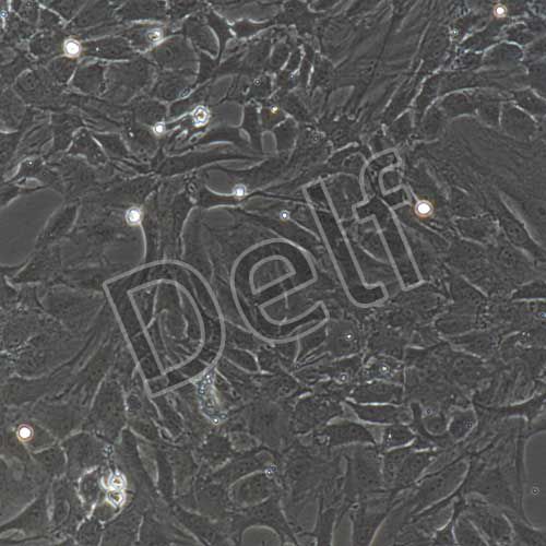 大鼠原代髓核細(xì)胞