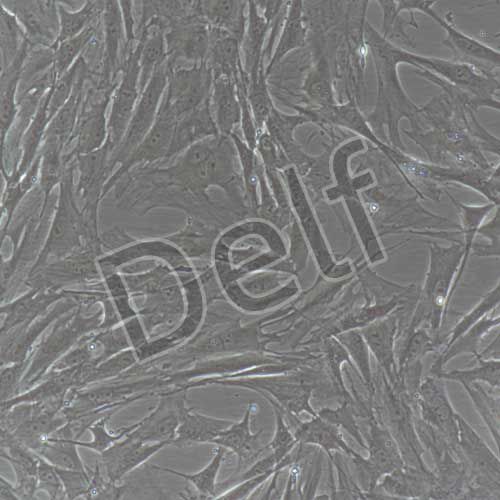 大鼠原代胃平滑肌細(xì)胞