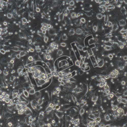 大鼠原代小膠質(zhì)細(xì)胞