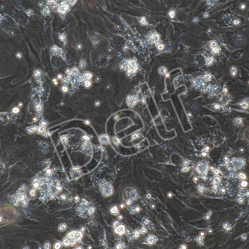 大鼠原代心肌細(xì)胞