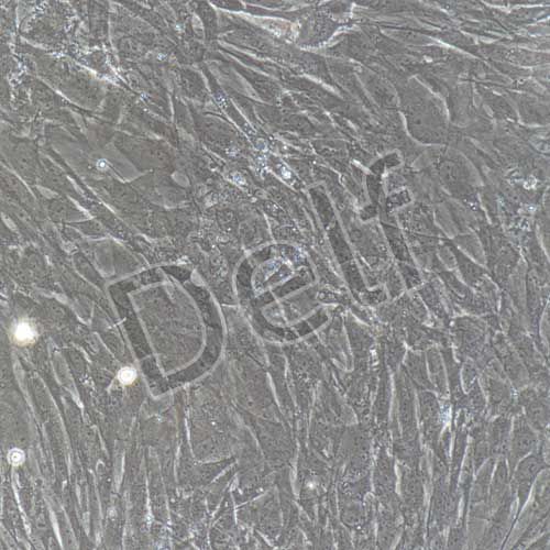 大鼠原代心肌成纖維細胞