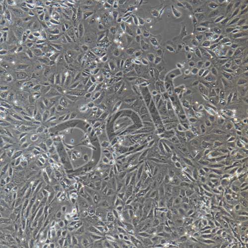 大鼠原代心臟微血管內(nèi)皮細(xì)胞